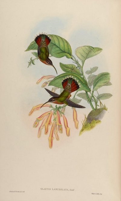 Glaucis Lanceolata by John Gould